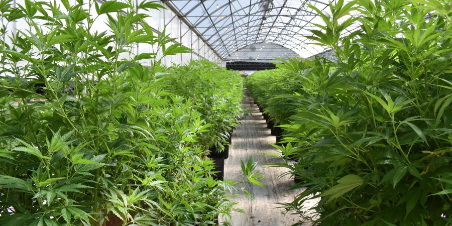 Unlock Success: Guide to Choosing the Best Cannabis Packaging Machine